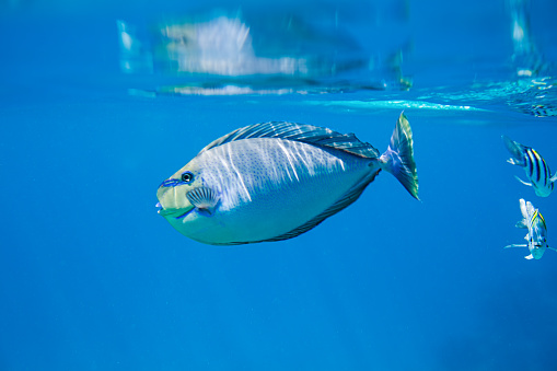 A surgeonfish swimming in a blue ocean, with a blue body and yellow fins. The fish is swimming near the surface of the water, with its mouth open, as if it is feeding or breathing. There are other smaller fish visible in the background, creating a sense of diversity and life. The water is a deep blue color, with light shining through from the surface, creating a contrast and a sparkle. The image has a sense of calmness and beauty.