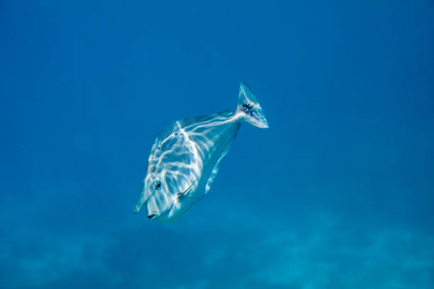 A scrawled filefish is swimming in the middle of the frame, with its body angled slightly upwards, as if it is curious or alert. The background is a deep blue ocean with a sandy bottom  adding depth and realism to the image. The image is taken from a slightly lower angle, looking up at the fish, creating a sense of perspective and intimacy.
