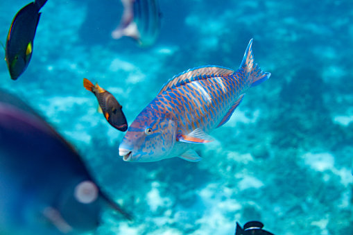 A parrotfish, with a blue body and orange stripes, swimming in a coral reef. The fish is swimming in a school of other fish, including black and yellow angelfish, creating a colorful and lively scene. The background is a coral reef, with a sandy bottom and blue water, showing the diversity and beauty of the marine life. The image is taken from a low angle, looking up at the fish, creating a sense of awe and admiration.