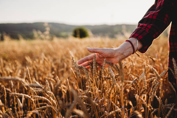 istock Beauty in nature, Wheat field 1633445877