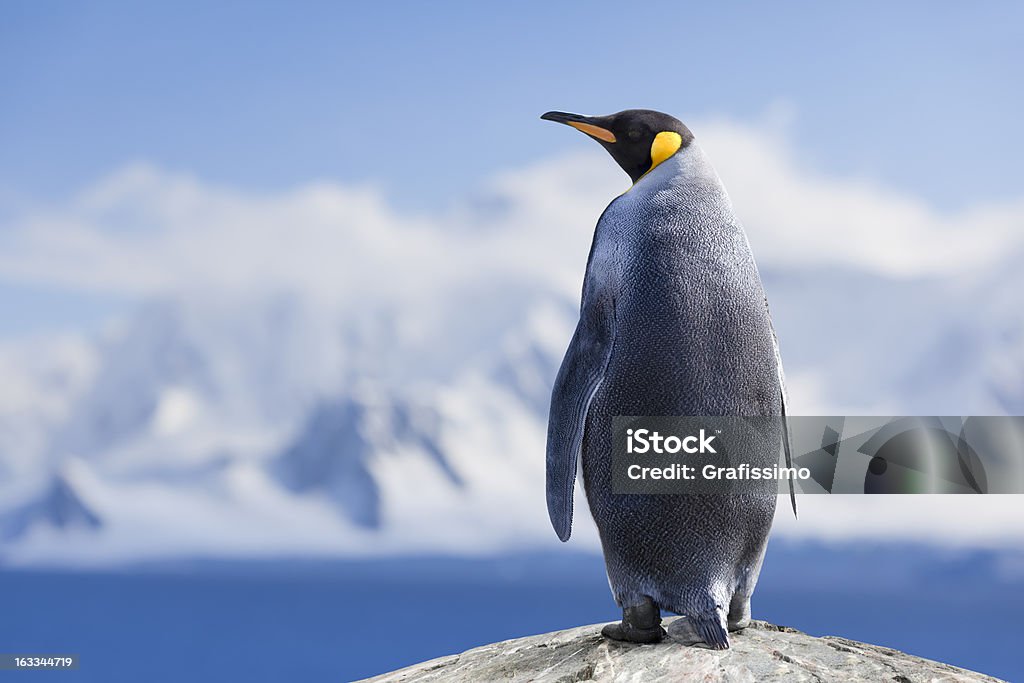 Antarctica King penguin head http://farm9.staticflickr.com/8247/8468650322_798db833aa.jpg?v=0 Penguin Stock Photo