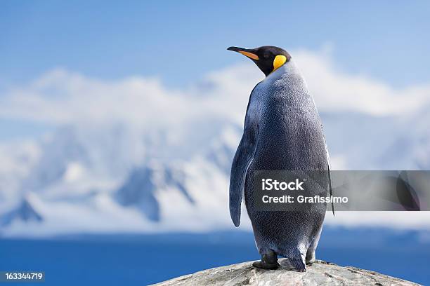 Antarctica King Penguin Head Stock Photo - Download Image Now - Penguin, Antarctica, King Penguin
