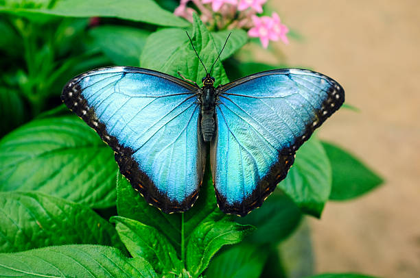 istock Blue Butterfly Costa Rica 163344982