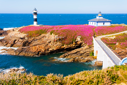 View of Pancha island lighthouse, bridge and seascape in Ribadeo, A Mariña area, Lugo  province, Galicia, Spain. Cliffs and pink flower covered field.