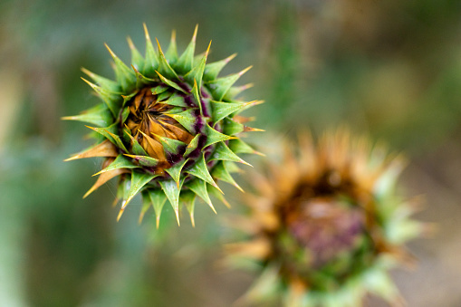 Close up view of a thistle.