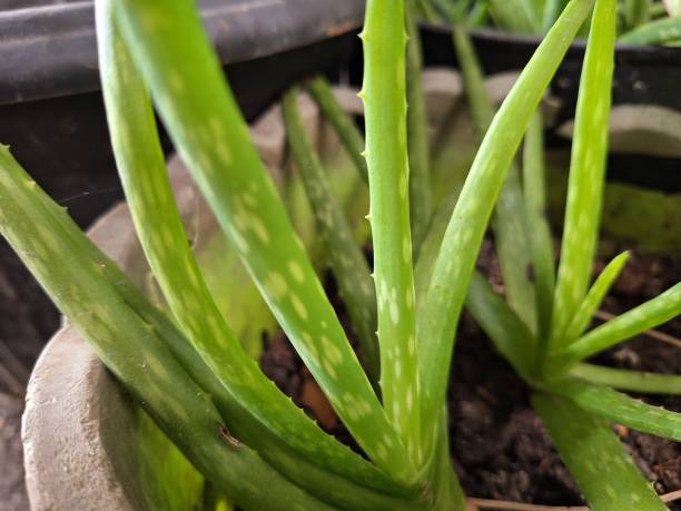 istock Close up of potted aloe vera 1633468321