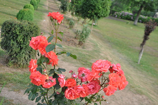 Flowers full of personality and colour in the Nishat Garden, Srinagar, India.