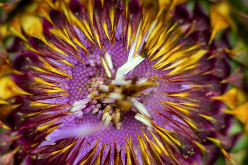 Close up view of a thistle.