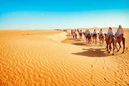 Merzouga, Morocco - October 28, 2022. Tuareg leading camels on sand dunes in the desert, Merzouga, Erg Chebbi sand dunes region, Sahara, Morocco.