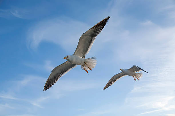 istock sea gull flying in the blue sky 163348498