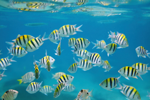 School of  tropical fish. Image was taken near the Similan islands. Thailand