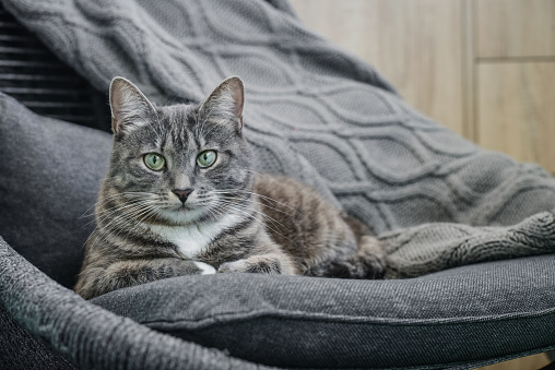 Grey tabby cat laing on armchair  at home closeup