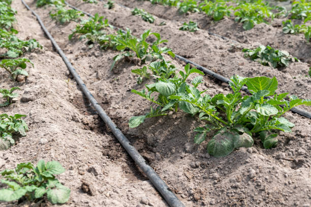 istock Young potato plants in the kitchen garden, drip irrigation between the rows 1633492976