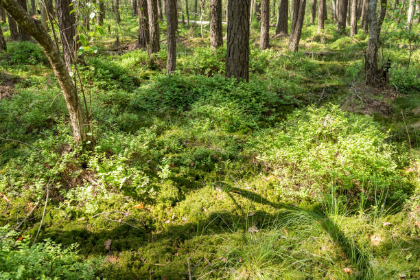 istock Marshy forest, plenty of green plants on the ground 1633492986