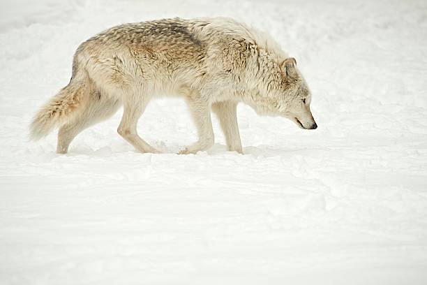 istock Wisconsin Gray Wolf in fresh snow 163349602