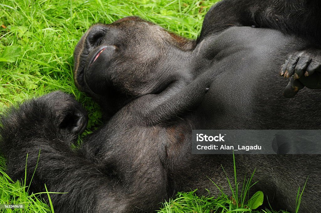 Western Lowland Gorilla, Jersey. Telephoto image of primate taking a nap after eating. Animal Stock Photo