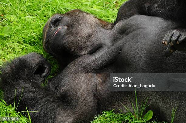 Western Lowland Gorilla Jersey Stock Photo - Download Image Now - Animal, Animal Arm, Animal Body Part
