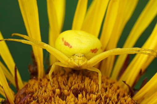 Natural close-up on a threatening yellow crab spider, Misumena vatia