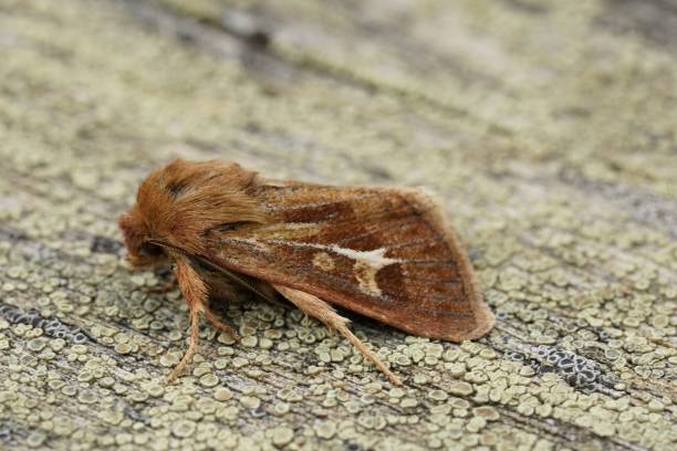 istock Closeup on an Austria furry brown owlet moth, Cerapteryx graminis 1633500413