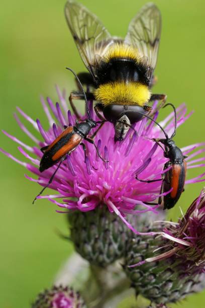 istock Colorful vertical closeup on a Sericomyia bombiformis hoverfly feeding from a purple thistle flower 1633500416