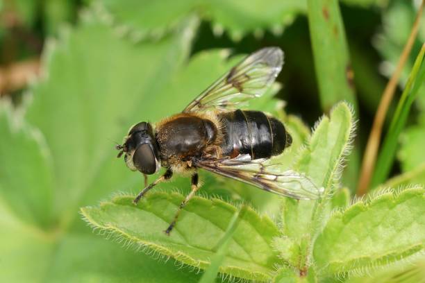 istock Closeup on a Spring Drone Fly, Eristalis picea sitting on a green leaf 1633503100