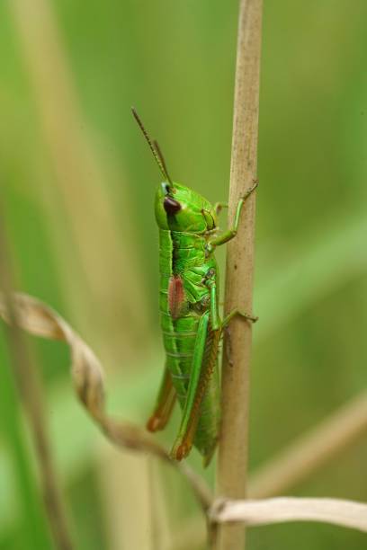 istock Vertical closeup on the colorful green Small Gold Grasshopper, Euthystira brachyptera 1633503106