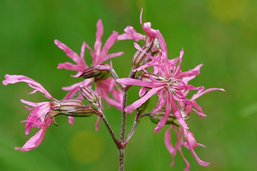 Natural closeup on the beautiful pink ragged-robin, Silene flos-cuculi, flower against a green background