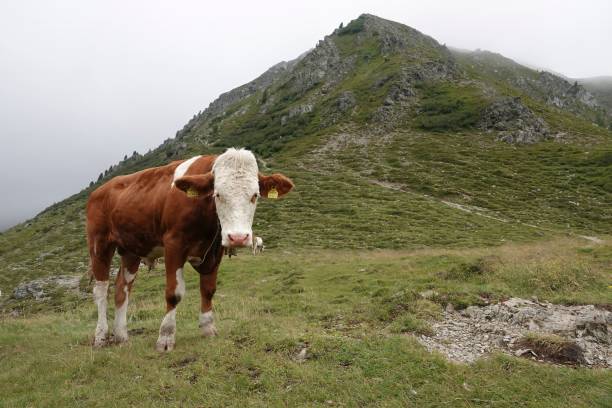 istock Classical panorama wide angle view on an Austrian cow with bell in a meadow in the Alps Mountains 1633503621