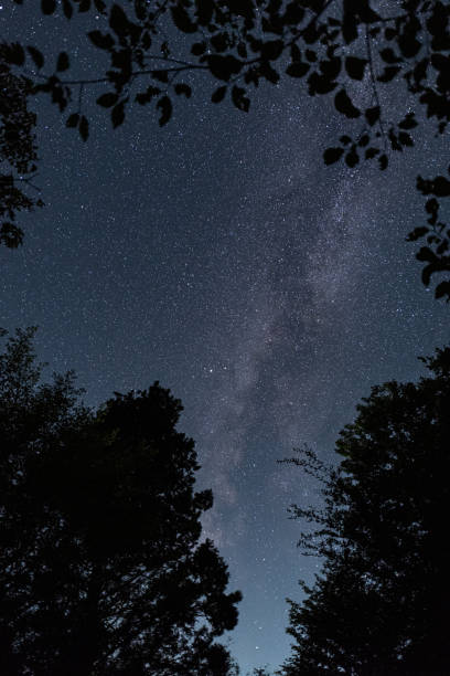 istock The Milky Way seen from the forest 1633506254