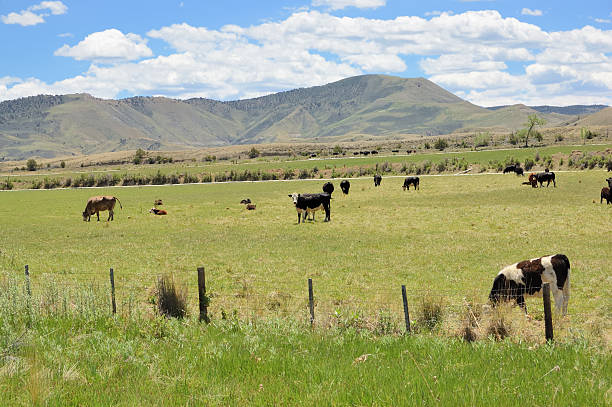 Colorado Ranch stok fotoğrafı