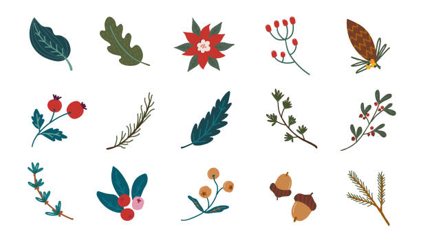 illustrations, cliparts, dessins animés et icônes de ensemble de fleurs de noël. feuilles, fleurs et branches décoratives lumineuses et festives. clipart vectoriel moderne dessiné à la main - sorbe