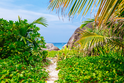 A tropical beach scene on Similan islands, taken from a path that leads to the beach. The path is lined with green shrubs and palm trees, creating a natural and lush setting. The beach is visible in the background with large rocks and the ocean, inviting the viewer to explore and relax. The sky is blue with some clouds, adding a touch of contrast and texture. The overall mood of the image is peaceful and serene, evoking a sense of calmness and tranquility. The image has a sense of beauty and harmony