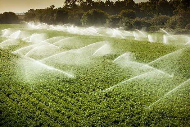 bewässerung sprinkler gießen gießen auf fruchtbaren landwirtschaftlichen nutzflächen - salinas stock-fotos und bilder