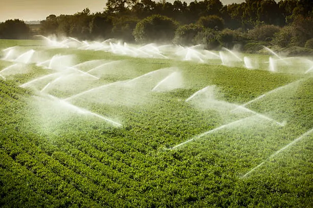 A green row celery field is watered and sprayed by irrigation equipment in the Salinas Valley, California USA