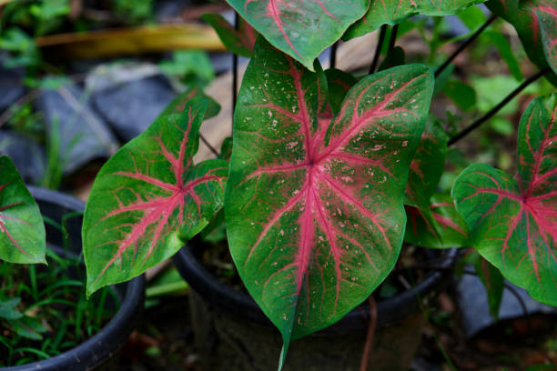 istock A beautiful Caladium leaf in the garden 1633532850