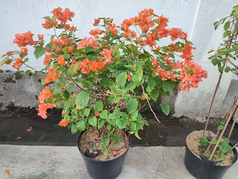 An ornamental plant of orange paper flowers that thrives in plastic pots