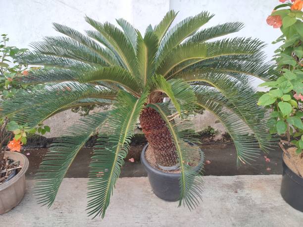 istock The cycad palm ornamental 1633536091