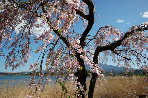 Cherry blossoms blooming with Mount Fuji in the background.
