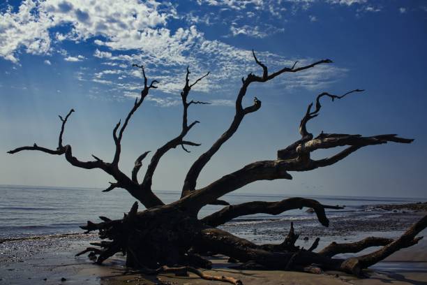 istock Large deadwood tree on the beach at Jekyll Island, GA. 1633540509