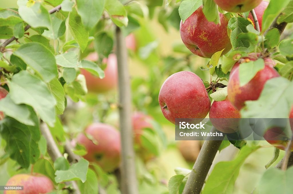 Rote Äpfel auf Apple Baum wächst - Lizenzfrei Apfel Stock-Foto