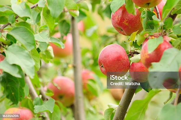 Rote Äpfel Auf Apple Baum Wächst Stockfoto und mehr Bilder von Apfel - Apfel, Apfelbaum, Baum