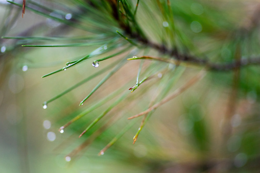 View of raindrops on pine tree's leaves.
