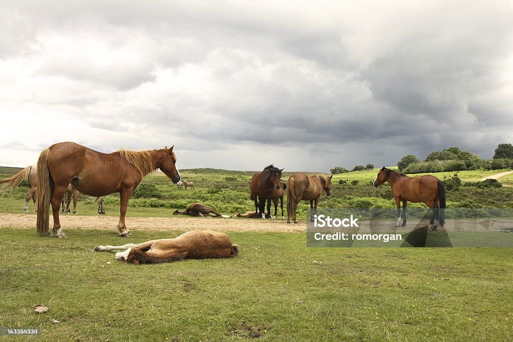 Grupo de caballos resto nublado nuevo parque nacional del bosque de verano - Foto de stock de Aire libre libre de derechos