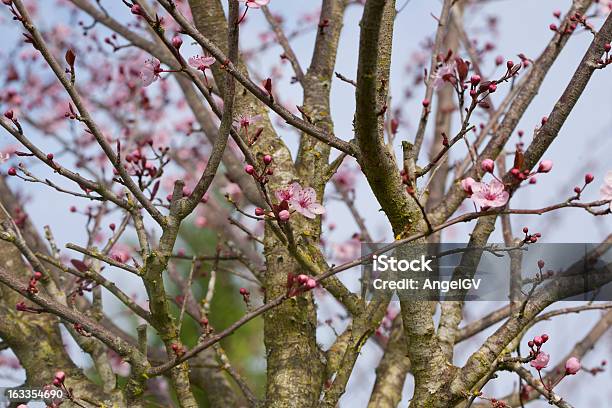 Primavera - Fotografie stock e altre immagini di Albero - Albero, Animale selvatico, Blu