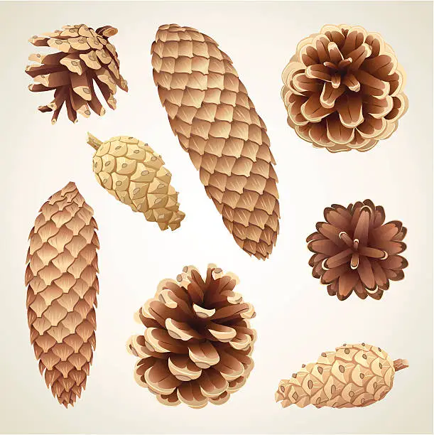 Vector illustration of Pinecones and fir cones