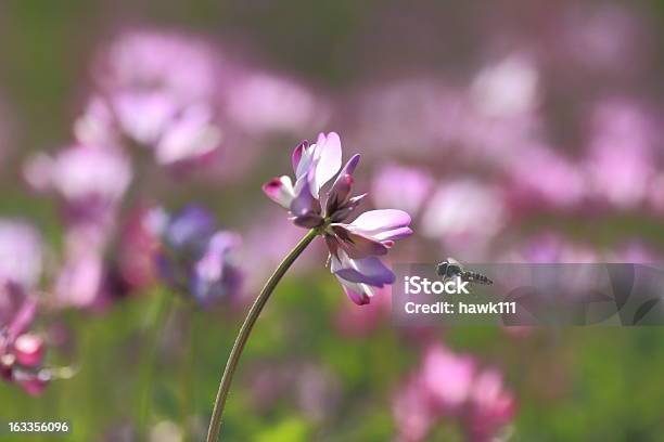 Chinês Leite Vetch - Fotografias de stock e mais imagens de Flor - Flor, Tavão, Ao Ar Livre