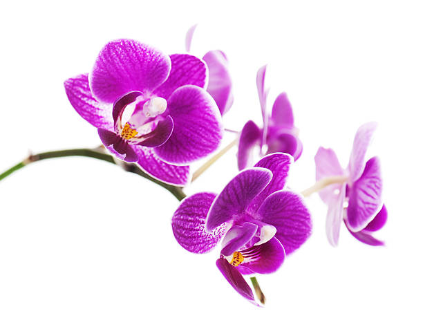 istock Rare purple orchid isolated on white background. 163356208