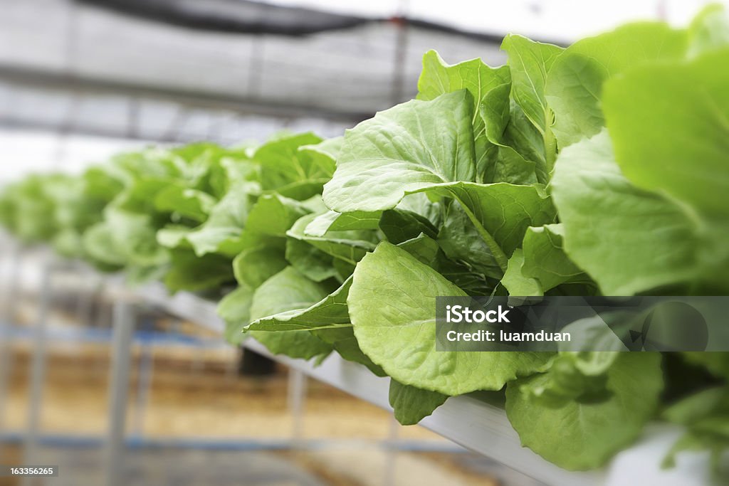 Hydroponic Овощной (зеленый Cos) - Стоковые фото Азия роялти-фри