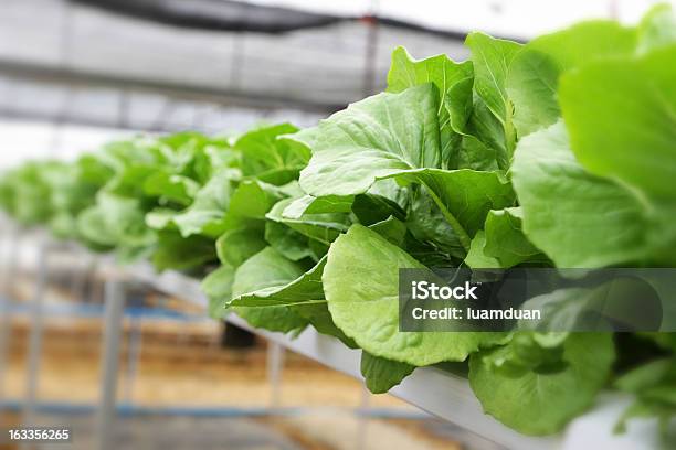 Hydroponic Овощной — стоковые фотографии и другие картинки Азия - Азия, Без людей, Бизнес