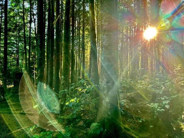 istock Morning sun in the forest 1633564780